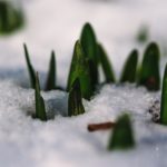 Zimní zahrady – rozkvetlá příroda po celý rok