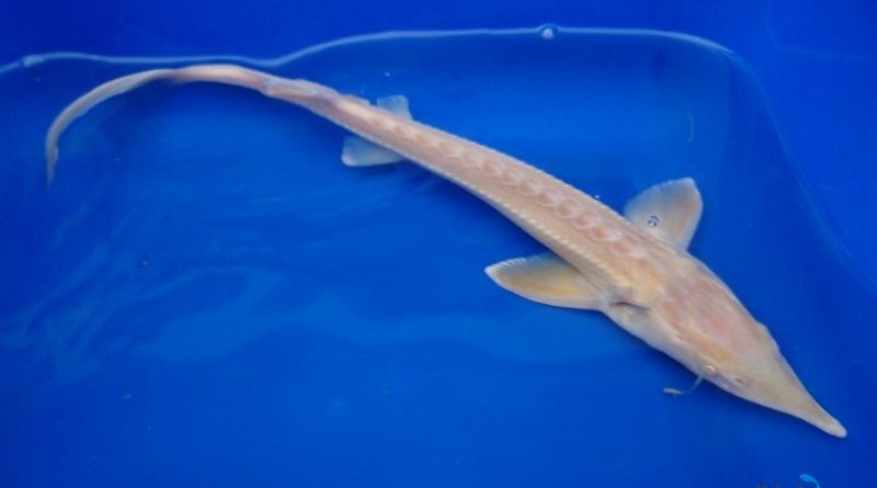 Jeseter Albín 15 25 cm