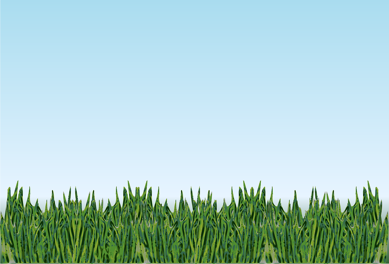 grass 1601974577