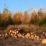 Topení dřevem je stále v kurzu